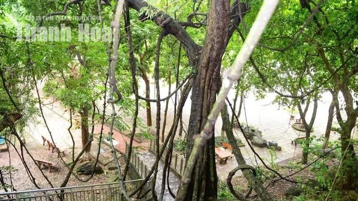 Con đường dẫn lên cửa Động Từ Thức, xã Ba Đình, tỉnh Thanh Hóa, đưa du khách qua không gian xanh mát của núi rừng. Ven sườn núi, giữa những thân cây lâu năm, một cây Gắm với những thân dây chằng chịt bất ngờ trở thành điểm dừng chân thú vị.