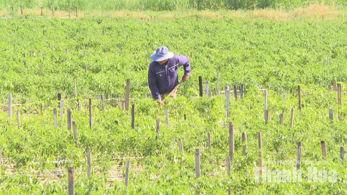 Bà con nông dân xã Yên Trường chăm sóc ớt vụ Đông 2026-2027.