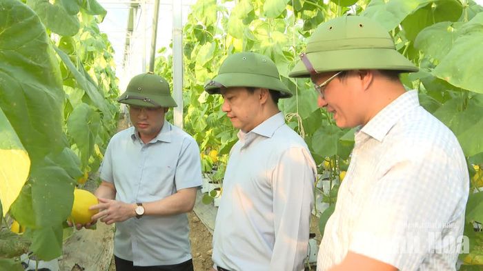 Mô hình trồng dưa vàng của Hợp tác xã Dịch vụ nông nghiệp Thiệu Hưng, xã Thiệu Hóa.