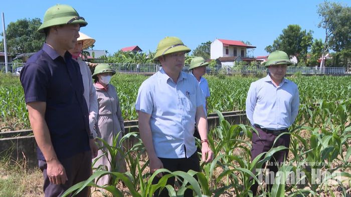 Phó Chủ tịch UBND tỉnh Cao Văn Cường kiểm tra sản xuất vụ Đông tại xã Tây Đô.