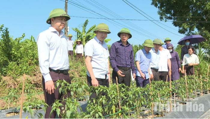Kiểm tra thực địa, Phó Chủ tịch UBND tỉnh Cao Văn Cường đề nghị Sở Nông nghiệp và Môi trường, các địa phương chú trọng xây dựng mã số vùng trồng cho diện tích ớt sản xuất tập trung.