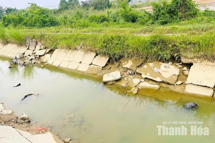 Người dân khu phố An Hưng mong muốn địa phương sớm có phương án sửa chữa, gia cố lại các đoạn kênh đã xuống cấp, bảo đảm năng lực dẫn nước phục vụ sản xuất.