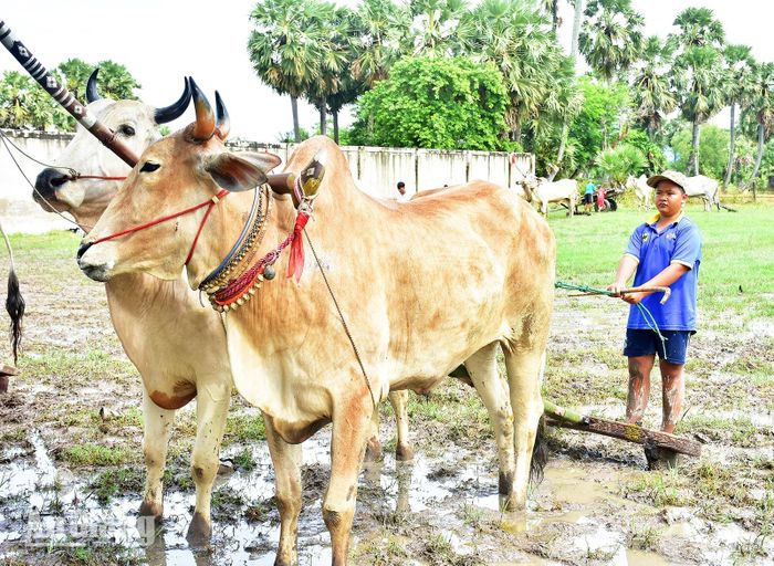 Chau Chanh Bunna tự tin khi cầm dây điều khiển đôi bò.
