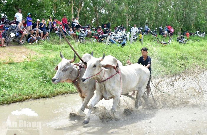 Các đôi bò làm quen với đường chạy bùn.