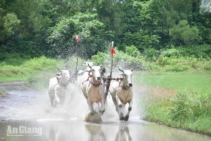 Các đôi bò tăng tốc về đích.