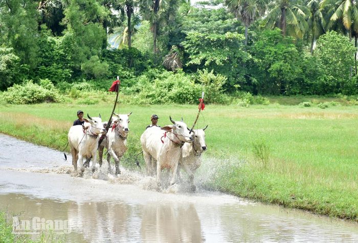 Nài bò điều khiển đôi bò tăng tốc trên đường đua ngập nước.