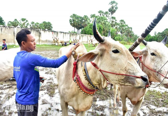Nài bò chăm sóc sức khỏe cho đôi bò trước khi ra sân tập.