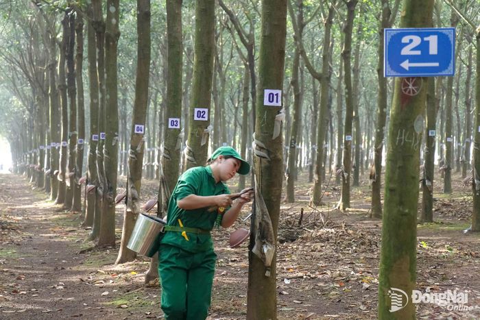 Thí sinh thi phần thực hành cạo mủ tại vườn cây. Ảnh: Ngọc Huyền
