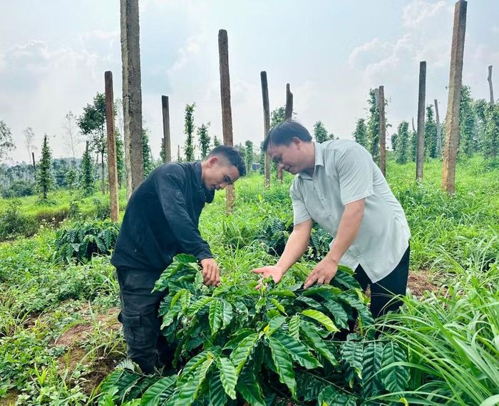  Anh Kpuih Viên (bên trái, thôn Đoàn Kết - Ókly) được cán bộ xã Ia Tôr hướng dẫn kỹ thuật cắt tỉa cành cà phê. Ảnh: D.Đ 