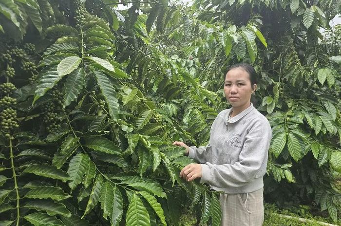  Chị Đỗ Thị Phượng bên vườn cà phê của gia đình. Ảnh: N.S 