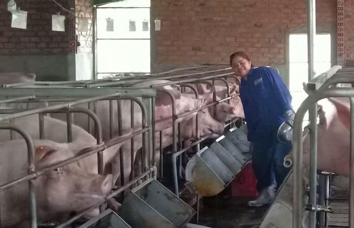  Trang trại chăn nuôi với 40 con heo nái và hơn 300 con heo thịt của gia đình bà Trần Thị Tuyết. Ảnh: N.S 