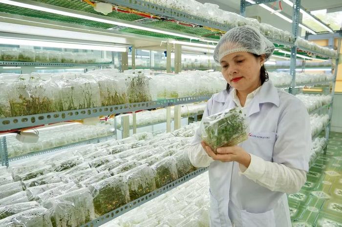  Giảng viên Nguyễn Thị Hải Lý kiểm tra sự phát triển của cây giống khoai lang Nhật tại phòng lab. Ảnh: Nguyễn Muội 