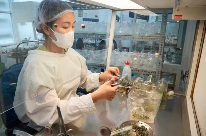  Sinh viên thực hành nhân giống khoai lang Nhật bằng phương pháp nuôi cấy mô tại phòng lab. Ảnh: Nguyễn Muội 
