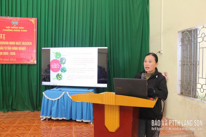 Đại diện Công ty Cổ phần Giống lâm nghiệp vùng Đông Bắc hướng dẫn người dân cách lựa chọn cây giống và kỹ thuật trồng, chăm sóc cây mắc ca