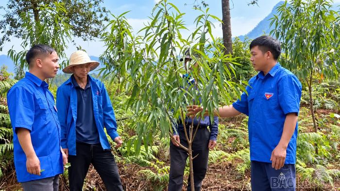 Bí thư Đoàn Thanh niên xã Tà Xi Láng - Hờ A Do (ngoài cùng bên trái) chia sẻ kinh nghiệm trồng đào rừng bằng cách ươm hạt với đoàn viên, thanh niên.