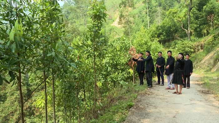 Đảng viên trong Chi bộ thôn Nậm Khánh thăm diện tích quế của gia đình anh Vương A Vảng.