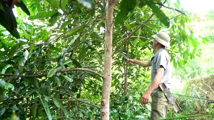 Cây quế trở thành sinh kế của nhiều hộ dân ở Nậm Khánh.