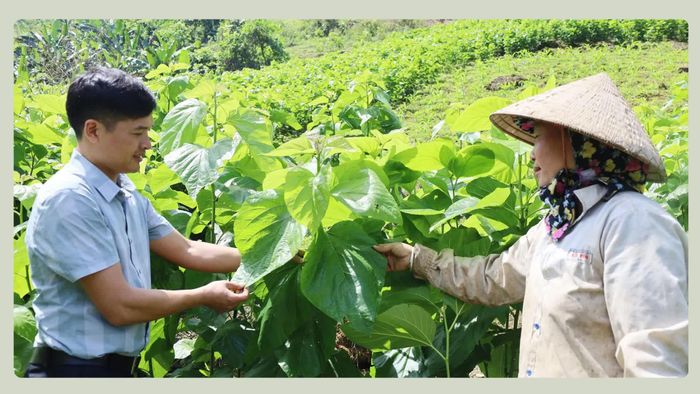Địa phương tăng cường hướng dẫn kỹ thuật, tổ chức cho người dân học tập kinh nghiệm tại các vùng sản xuất hiệu quả.