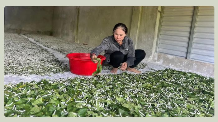 Nắm chắc kỹ thuật, nhất là vệ sinh nhà nuôi và phòng bệnh, giúp bà Ngoan nuôi tằm đạt hiệu quả, thu nhập gần 200 triệu đồng mỗi năm.
