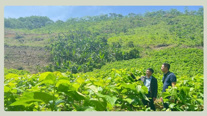 Bảo Hà ưu tiên mở rộng diện tích dâu ở khu vực bãi bồi ven sông, gò đồi thấp.