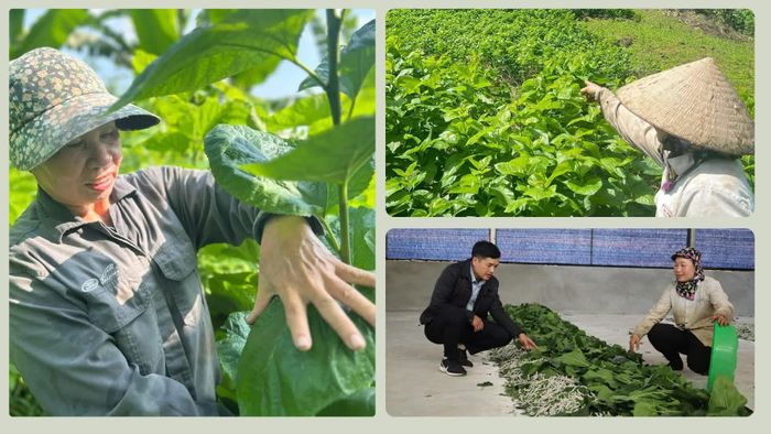 Phát triển vùng nguyên liệu gắn với hỗ trợ kỹ thuật và liên kết tiêu thụ là hướng đi để nghề dâu nuôi tằm Bảo Hà phát triển bền vững.