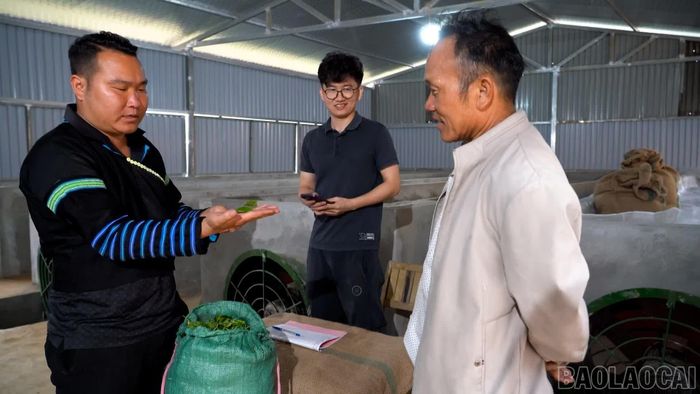 Sùng A Tủa học nghề làm chè từ các nghệ nhân, từng bước gìn giữ và nâng cao giá trị chè Shan tuyết Phình Hồ.