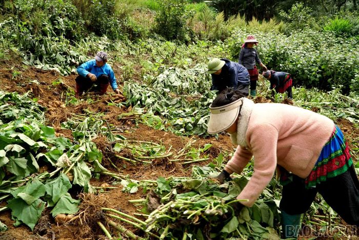Y Tý có trên 100 ha hoàng sin cô, tập trung chủ yếu tại các thôn Phìn Hồ, Ngải Thầu, Sim San, Choản Thèn… Được đưa vào canh tác tại đây từ khoảng năm 2010, hoàng sin cô nhanh chóng trở thành cây trồng hàng hóa, mang lại nguồn thu nhập ổn định cho người dân.