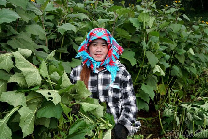 Với diện tích ngày càng được mở rộng, hoàng sin cô góp phần nâng cao giá trị đất nương, tạo sinh kế cho người dân vùng cao.