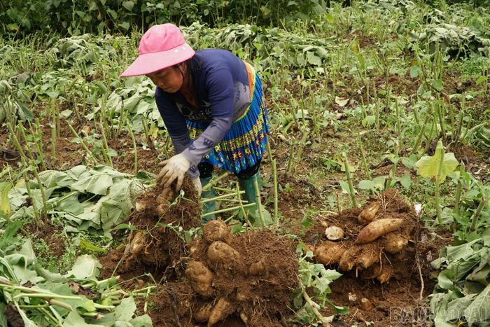Mỗi ha hoàng sin cô có thể cho thu hoạch 20 tấn củ. Theo người dân, việc chăm sóc loại cây này khá đơn giản, chủ yếu chú ý thời điểm bón phân trong quá trình sinh trưởng.