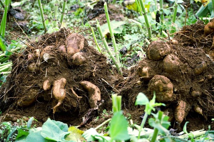 Những khóm hoàng sin cô vừa được nhổ lên khỏi mặt đất.