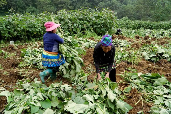 Hoàng sin cô thường được trồng từ khoảng tháng 2 âm lịch, vụ thu hoạch kết thúc vào khoảng tháng 9 âm lịch.