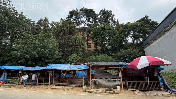 Điểm tập kết, chăn nuôi lợn tự phát trong khu dân cư ở xã Mường Khương gây ô nhiễm môi trường.
