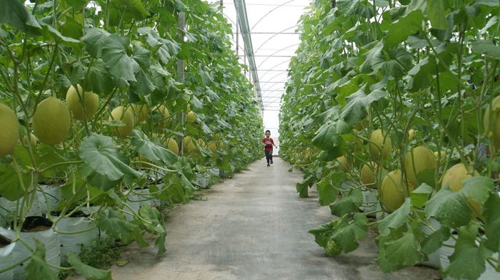 Hơn 7.000 m² nhà màng phục vụ sản xuất nông nghiệp ứng dụng công nghệ cao của gia đình anh Nguyễn Thế Độ, thôn Bắc Sơn, xã Đắk Mil