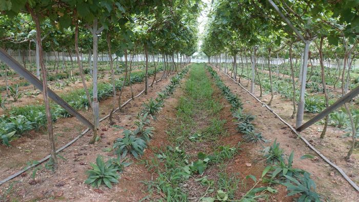 Nông nghiệp ứng dụng công nghệ cao đang là động lực kinh tế của xã Đắk Mil