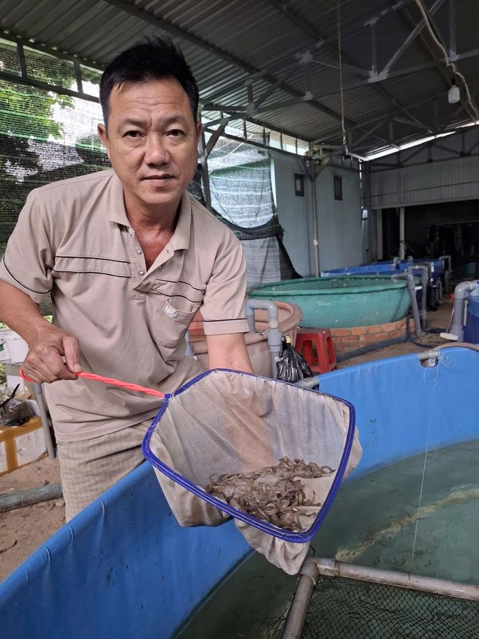 Ông Nguyễn Quang Trang với mô hình ương giống cá chình bông ở thôn Kê Gà, xã Tân Thành