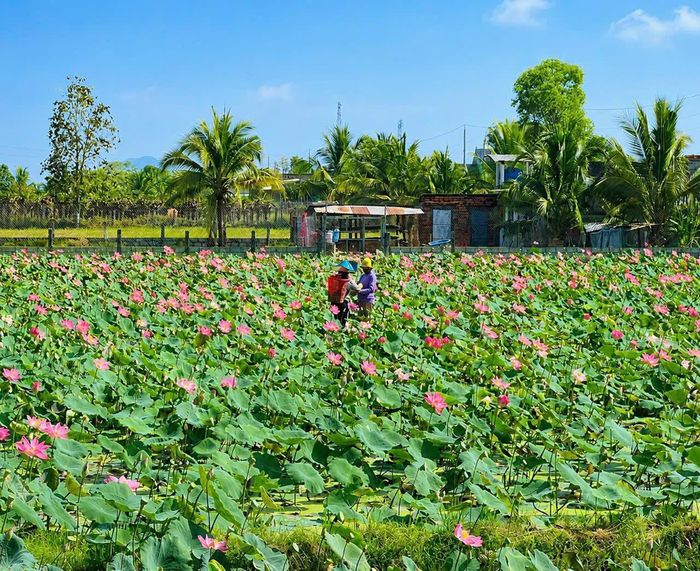 Đồng sen ở xã Hồng Sơn