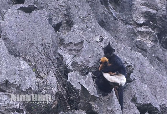 Quần thể Voọc mông trắng tại khu rừng núi đá vôi Kim Bảng sinh trưởng và phát triển tốt, ghi nhận nhiều cá thể non ra đời nhờ công tác bảo vệ nghiêm ngặt.