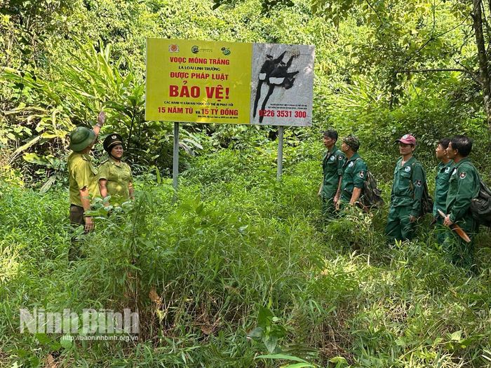 Lực lượng kiểm lâm phối hợp cùng thành viên Tổ bảo vệ rừng cộng đồng tuần tra tuyến và tuyên truyền pháp luật bảo vệ loài Voọc mông trắng tại thực địa.