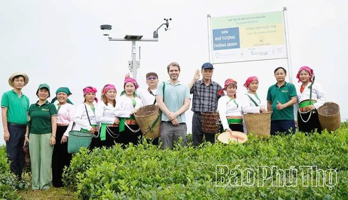 Đoàn công tác Đại sứ quán Ai-len tại Việt Nam khảo sát mô hình chè hữu cơ, phát thải thấp tại xã Long Cốc.