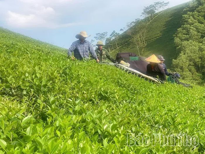Người dân xã Long Cốc thu hoạch chè xanh.