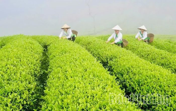 Lấy văn hóa bản địa làm điểm nhấn, du lịch Long Cốc coi kinh tế chè là động lực để kích cầu du lịch địa phương theo hướng an toàn, thân thiện.