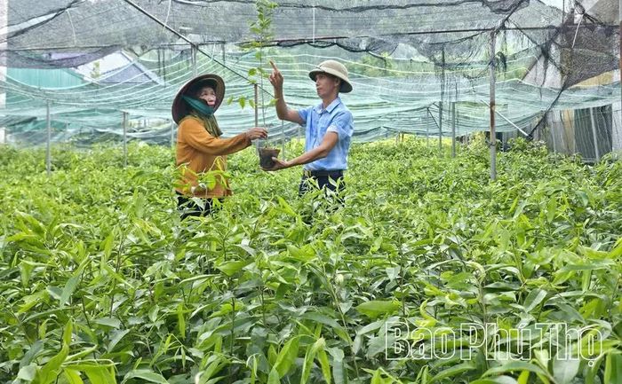 Bà Trương Thị Sinh chăm sóc vườn ươm dược liệu rộng hơn 10ha, mô hình đem lại doanh thu tiền tỷ mỗi năm cho gia đình.