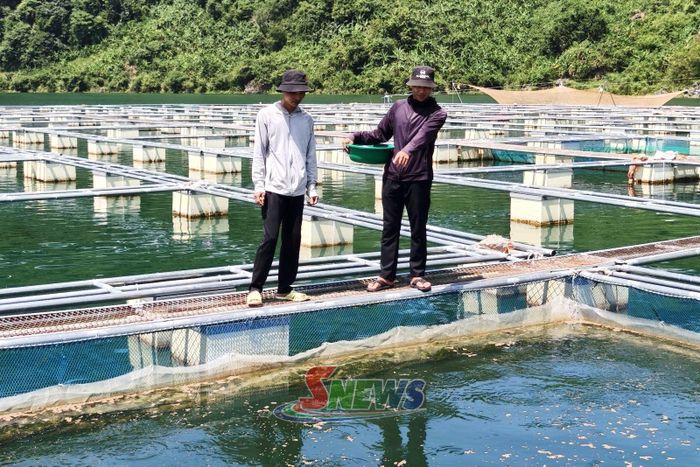 Mô hình nuôi cá lồng của HTX Nuôi trồng thủy sản và Du lịch Mường La.