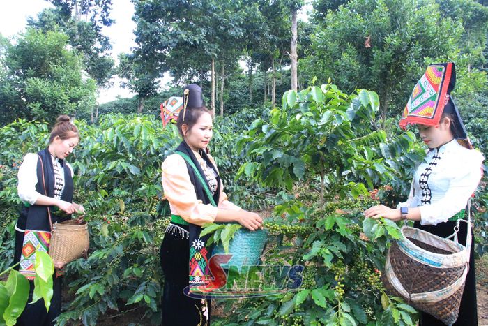 Thu hoạch cà phê.