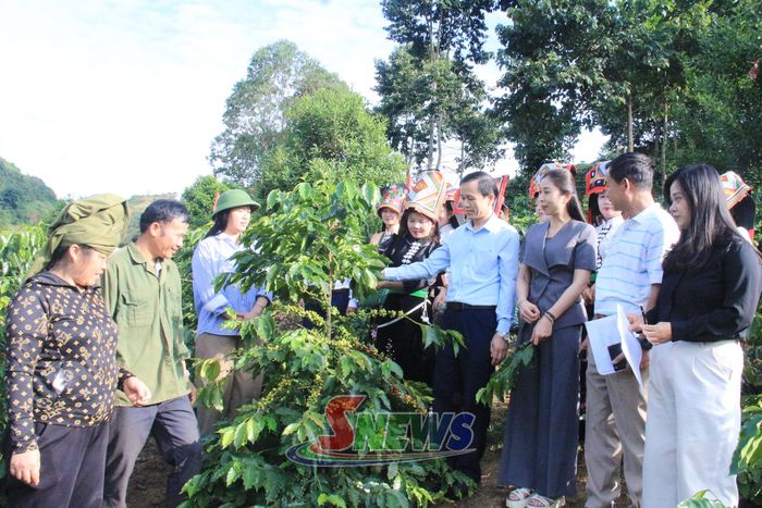Ban tổ chức chấm vườn cà phê đẹp tại xã Muổi Nọi. 