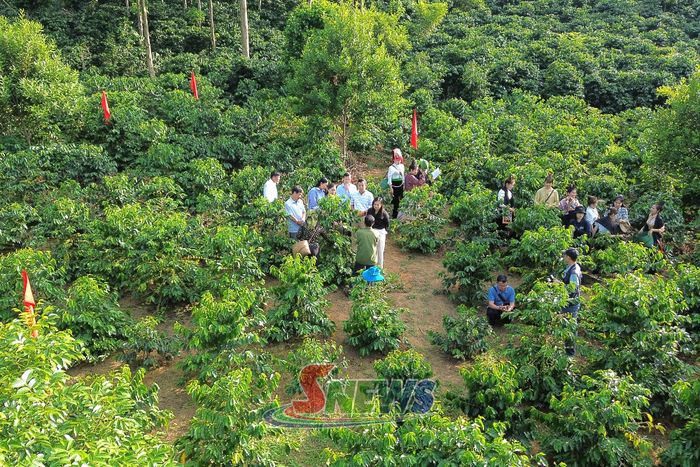 Vườn cà phê đẹp xã Muổi Nọi