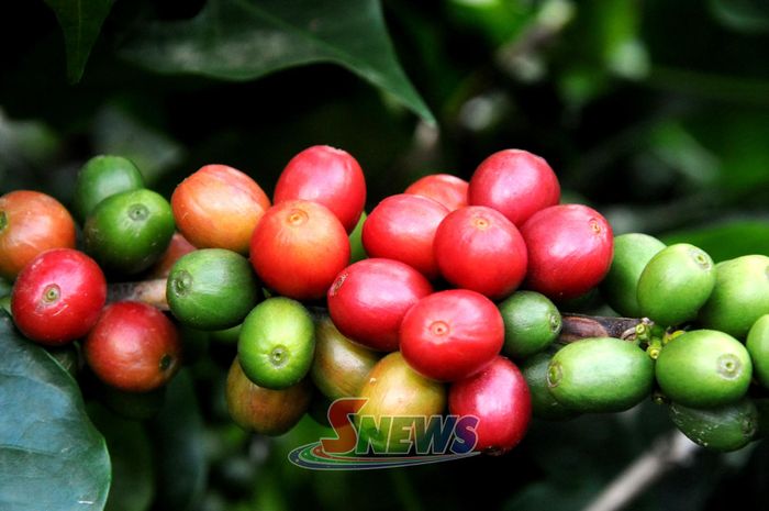 Quả cà phê Arabica vào mùa thu hoạch.