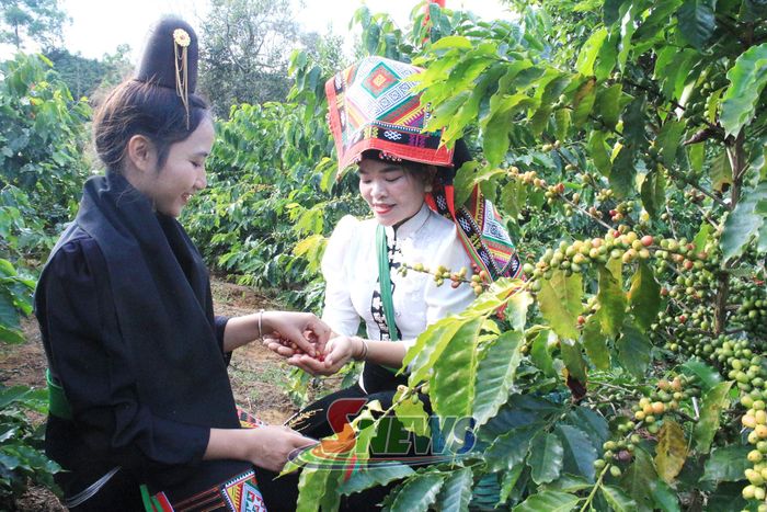 Các cô gái Thái bên vườn cà phê.