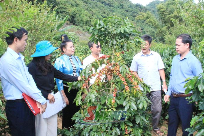 Ban tổ chưc chấm vườn cà phê đẹp tại phường Chiềng An.