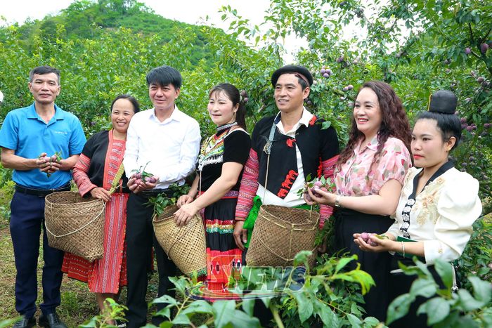 Lãnh đạo xã Phiêng Khoài cùng người dân trải nghiệm thu hái mận.
